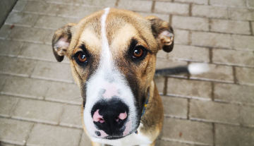 Gawron - ur.ok. 2019