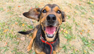 Baster - ur.ok. 11.11.2013r.