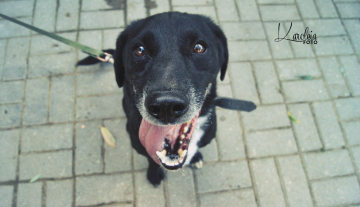 Gilbert - ur.ok. 2013r.