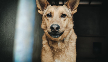 Irys - ur.ok. 09.09.2019r.