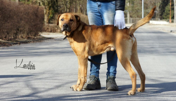 Kapitan - ur.ok. 11.11.2011r.